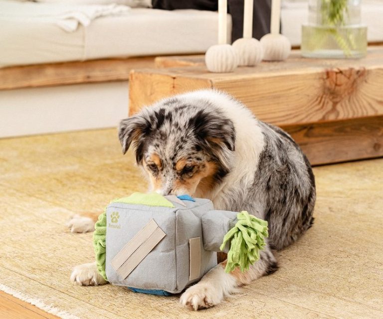 Hund sucht Leckerlis im Sniffix-Schnüffelwürfel auf einem Teppich im Wohnzimmer.
